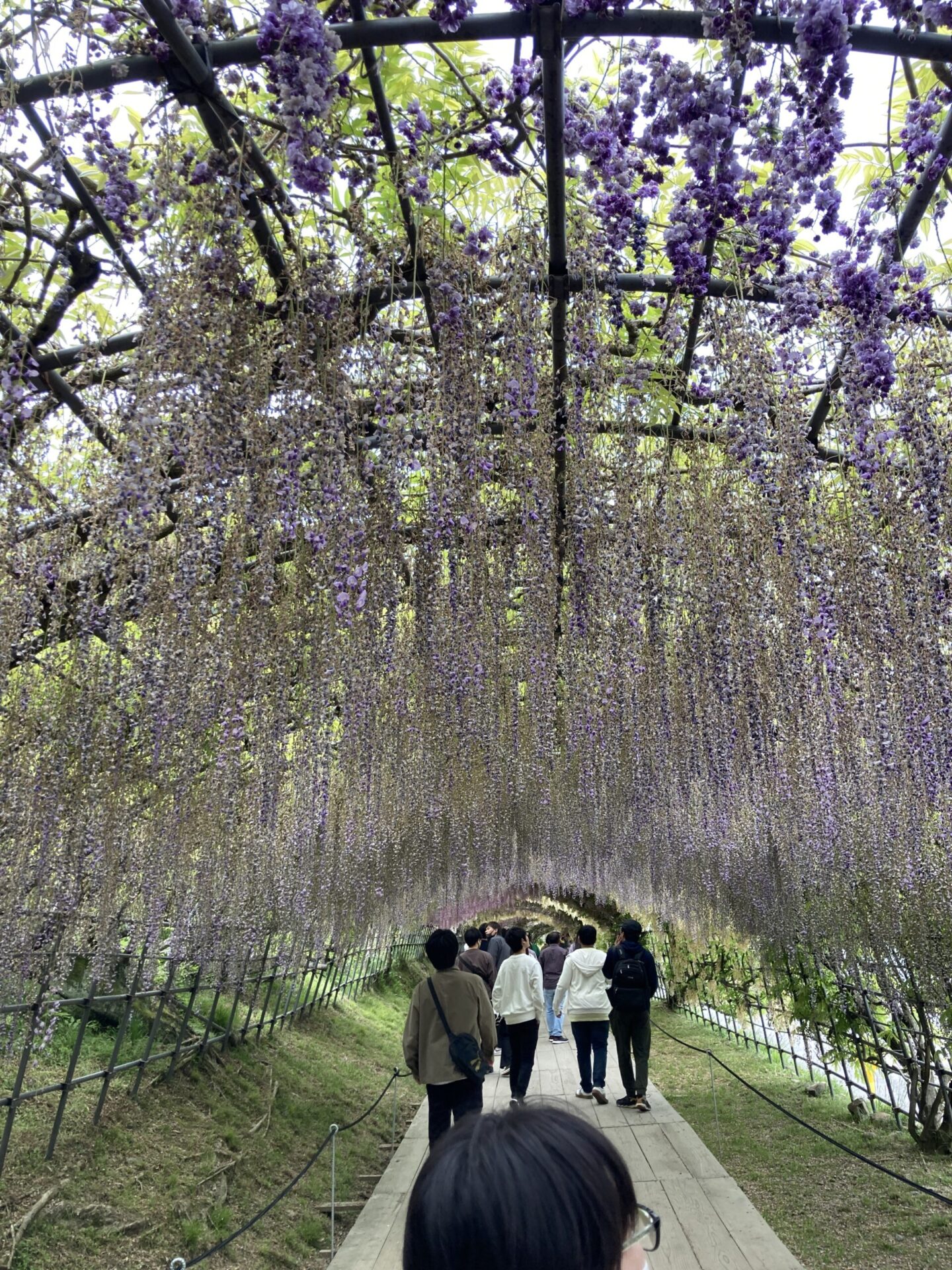 河内藤園 レビュー