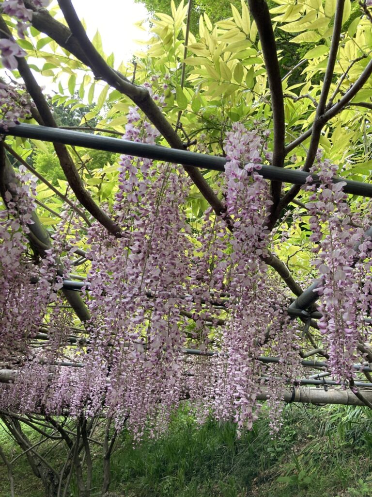 河内藤園 見どころ