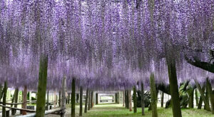 河内藤園 見どころ